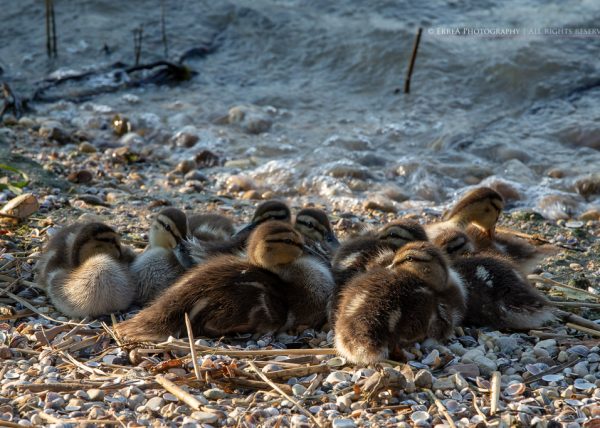 Servizio fotografico famiglia - Lago di garda